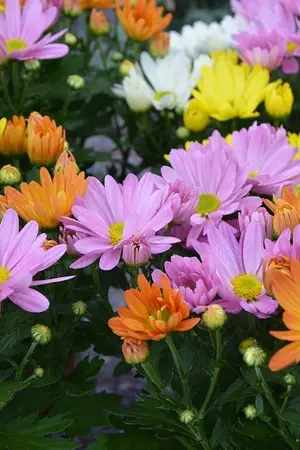 ปกนิยาย ซองกยูกับสุนัขของเขา [Sunggyu with his dog.] #GyuWoo