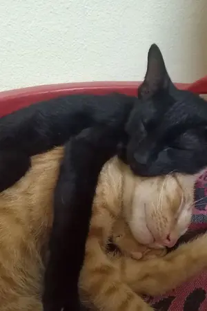 ปกนิยาย เรื่องวุ่นๆวัยลุ้นเลี้ยงแมว