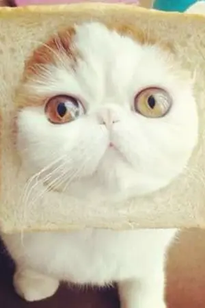 ปกนิยาย เรื่องป่วนๆก่วน Konori