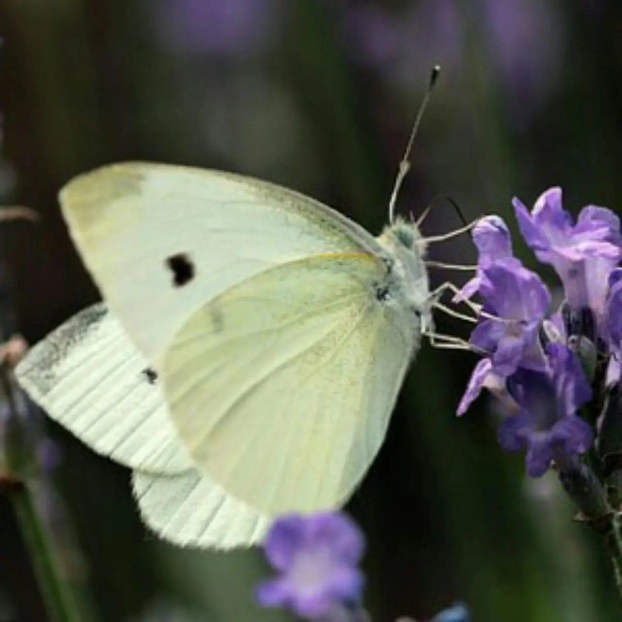 Белая бабочка капустница. Бабочка капустница. Боярышница. Маленькая белая бабочка. Бело серая бабочка.