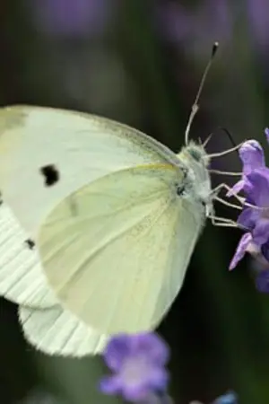 ปกนิยาย [Mprge][JackJae] Butterfly ชีวิตของผีเสื้อ|#ฟิคชีวิตของผีเสื้อ