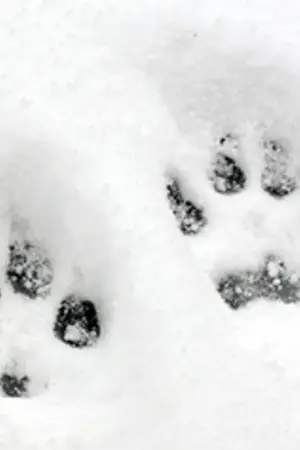 ปกนิยาย Lupus น้องลูปเป็นได้ก็แค่หมา(น้อย)