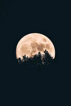 ปกนิยาย tokyo revengers, just the dream | OS/SF