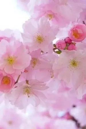 ปกนิยาย เด็กวิศวะครับ นศ.แพทย์ฝากตัวเป็นเขยหน่อย