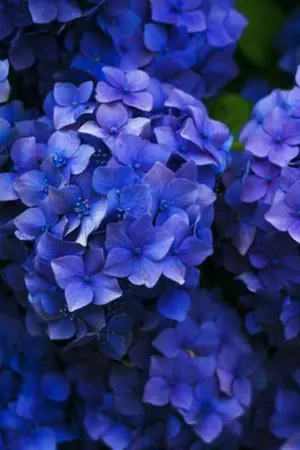 ปกนิยาย ความปรารถนาเพียงหนึ่งเดียว