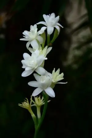 ปกนิยาย l wish you back #ได้โปรด