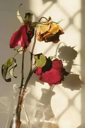 ปกนิยาย [Butterfly&Tulen/Rov] สายไปแล้ว