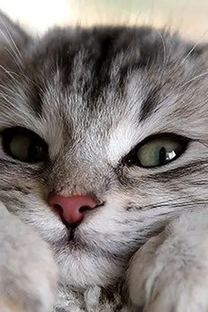 ปกนิยาย [Linhoon] Who's the cat? #แมวใครหลินฮุน