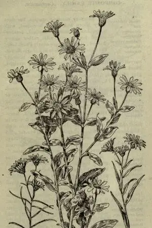 ปกนิยาย freedom [BTS fanfic]