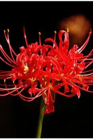 ปกนิยาย ท่านประธาน! อย่ามายุ่งกับข้า