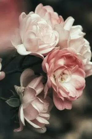 ปกนิยาย ดอกไม้ในวายุ