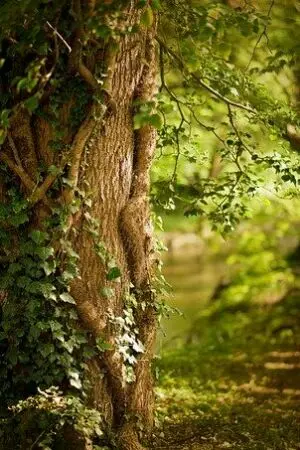 ปกนิยาย ชีวิตพิทักษ์ป่า หัวใจเพื่อเธอ