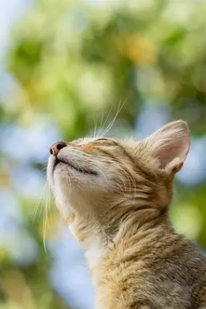 ปกนิยาย อาลัย