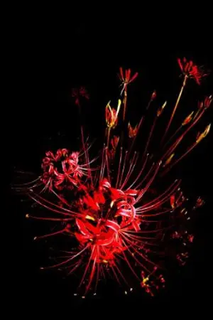 ปกนิยาย [Fic Jujutsu Kaisen]ยามเมื่อฮิกันบานะเบ่งบาน