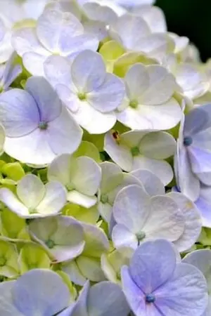 ปกนิยาย [Fic Goblin Slayer] แค่คนตาบอดที่จูนิเบียวเกินไป [หยุดอัพ]