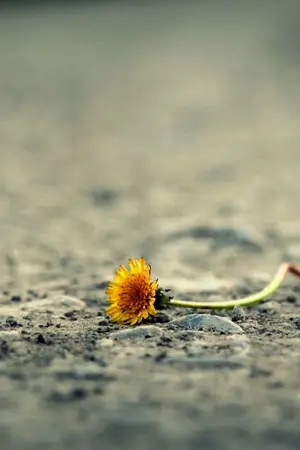 ปกนิยาย Flower of Grim