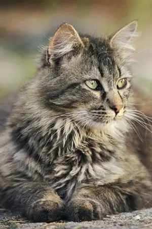 ปกนิยาย เสี่ยวหลง (ระดับพื้นฐาน)