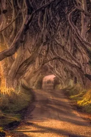 ปกนิยาย <Y>Magic of the forest (魔法の森 mahou no mori)