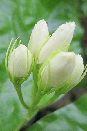 ปกนิยาย มะลิดอกน้อย | chanbaek