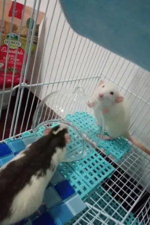 ปกนิยาย ชีวิตประจำวันกับเหล่าสัตว์เลี้ยงของฉัน