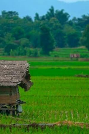 ปกนิยาย ระบบ(บังคับ)การเกษตร