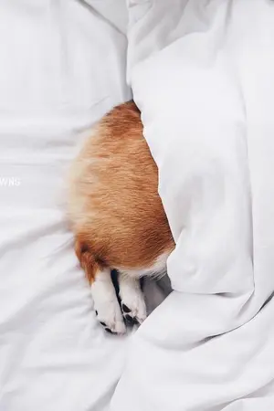 ปกนิยาย นี่เจ้ากลายพันธุ์เป็นแมวไปแล้วหรือ (yaoi)