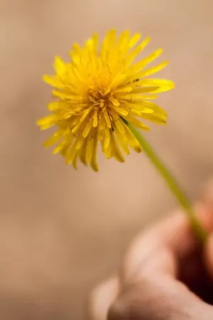 ปกนิยาย Trap!  [CEDRIC & OC]