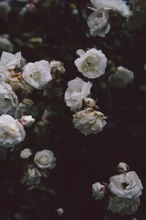 ปกนิยาย Bitter Chocolate [JARK]