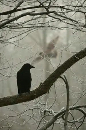 ปกนิยาย [Fan Fic Aot au ]..BLACKTEA.. [Eren X Levi]