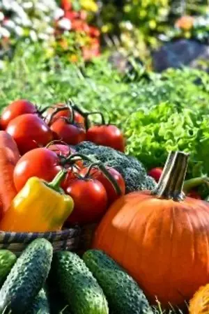 ปกนิยาย หมี่ฟ่าน สาวน้อยปลูกผักแห่งหมู่บ้านต้าซาน