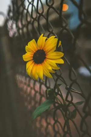 ปกนิยาย Waiting  [NCT X YOU]