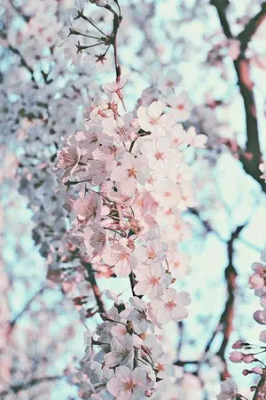 ปกนิยาย From flowers bomb  /DoTen/