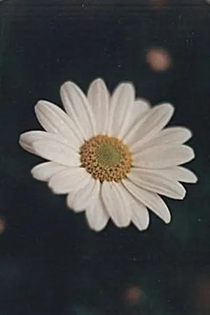 ปกนิยาย Queen of King NoMin -Omegaverse-