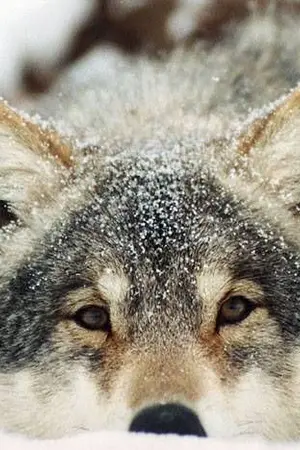 ปกนิยาย [BTS] Wolf (kookv)