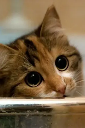 ปกนิยาย ฝันร้าย