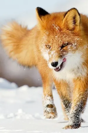 ปกนิยาย Soulmate พันธนาการ