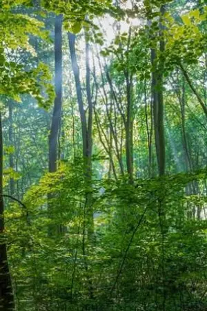 ปกนิยาย A lighting  Zombie