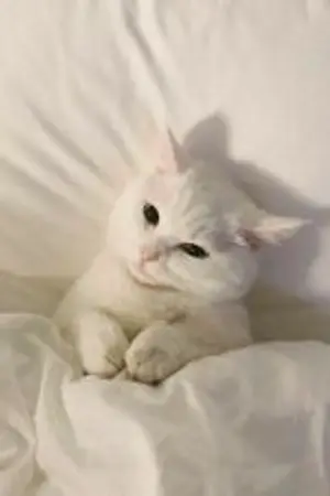 ปกนิยาย ใช้หนี้ #ใช้หนี้มบ | MarkBam