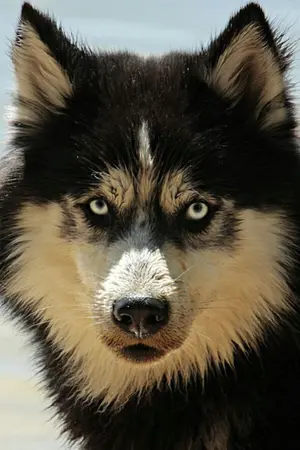 ปกนิยาย น้ำตาซาตาน