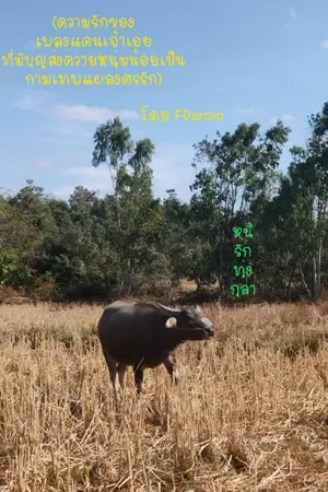 ปกนิยาย หนี้รัก...ทุ่งกุลา(พี่แคนน้องเอย)