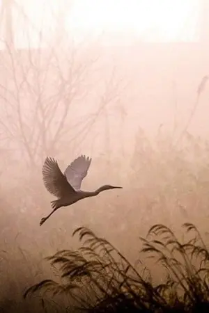 ปกนิยาย All five Love 1# [Break it up พังหัวใจนาย I dol หน้าโหดให้กลายเป็น'รัก']