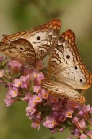 ปกนิยาย Velt Valentine's