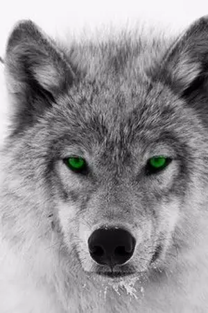 ปกนิยาย [END]HOW TO FEED AN OMEGA | CHANBAEK #วิธีเลี้ยงหนูเล็ก