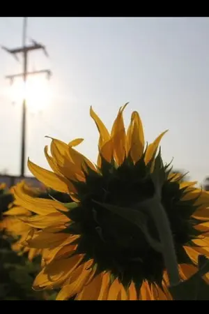 ปกนิยาย สวนสนุกฤดูร้อน🌻🎡