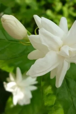 ปกนิยาย คุณหลวงดอกมะลิ