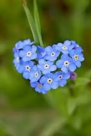 ปกนิยาย Forget me not อย่าลืมกันต์ (Yaoi)