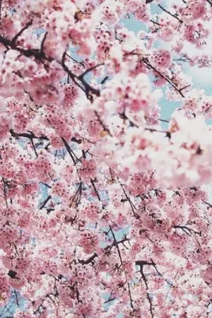 ปกนิยาย รักเริ่มต้นในฤดูซากุระเบ่งบาน