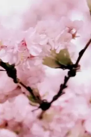 ปกนิยาย คำร่ำลาซากุระ