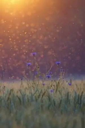 ปกนิยาย ชีวิตใหม่ของยัยตัวแสบ