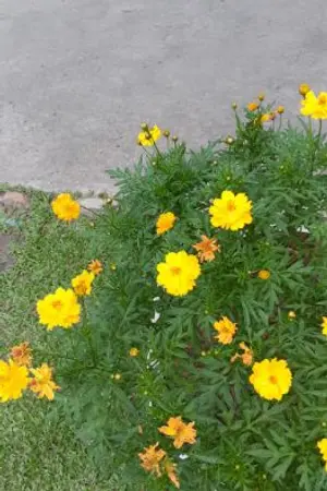 ปกนิยาย jusmin  gift